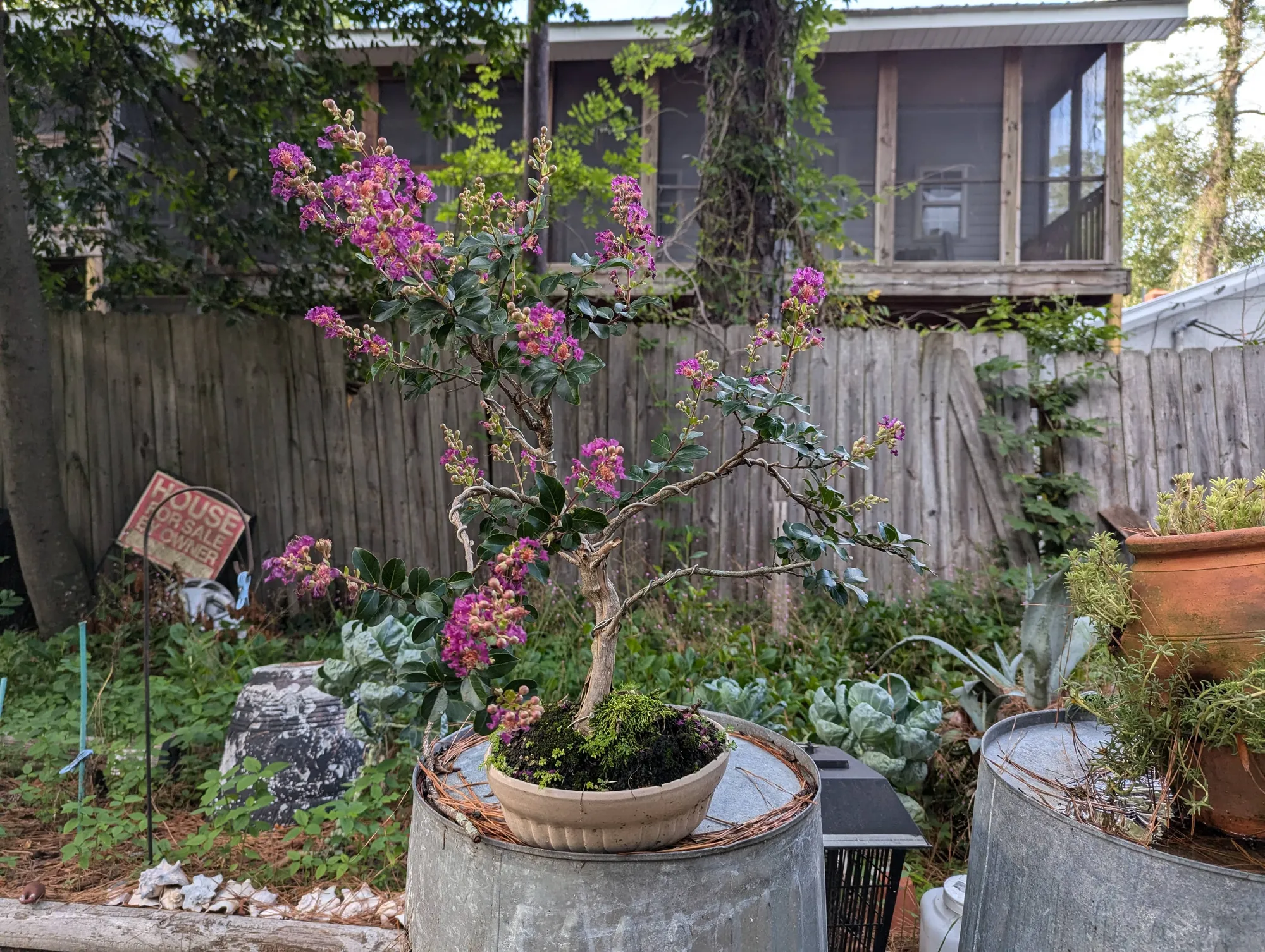 Jay Jordan - Crepe Myrtle Bonsai 3 of 3
