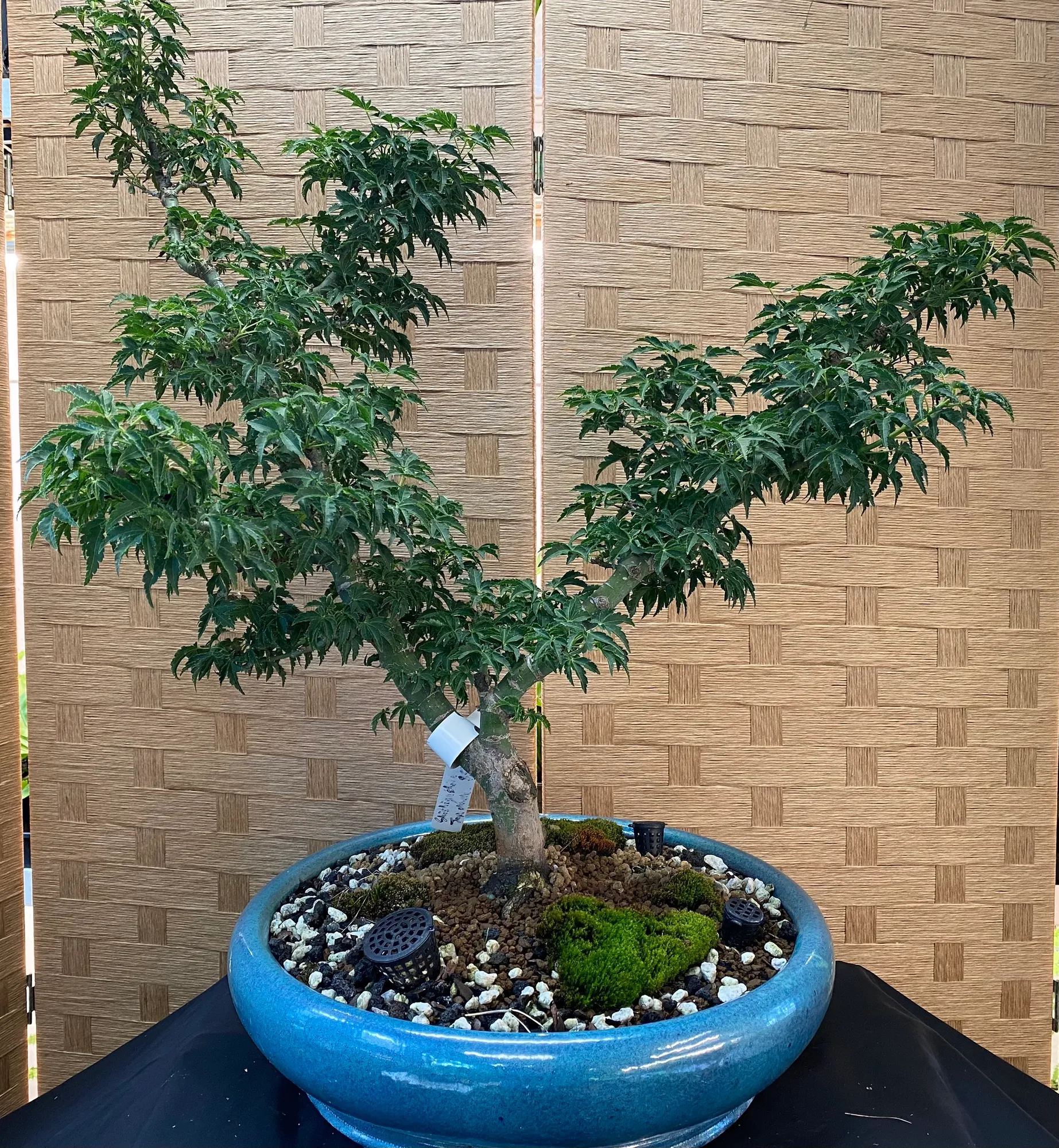 Shishishagira Japanese Maple