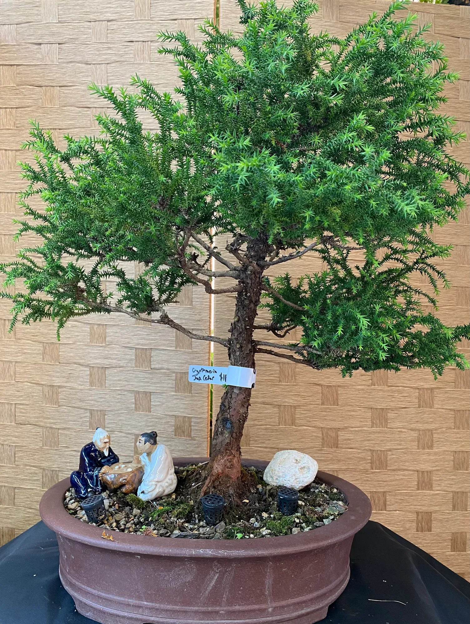 Cryptomeria
