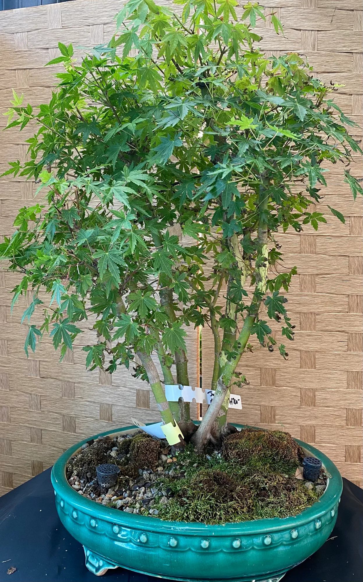 Kabaduchi style Japanese Maple