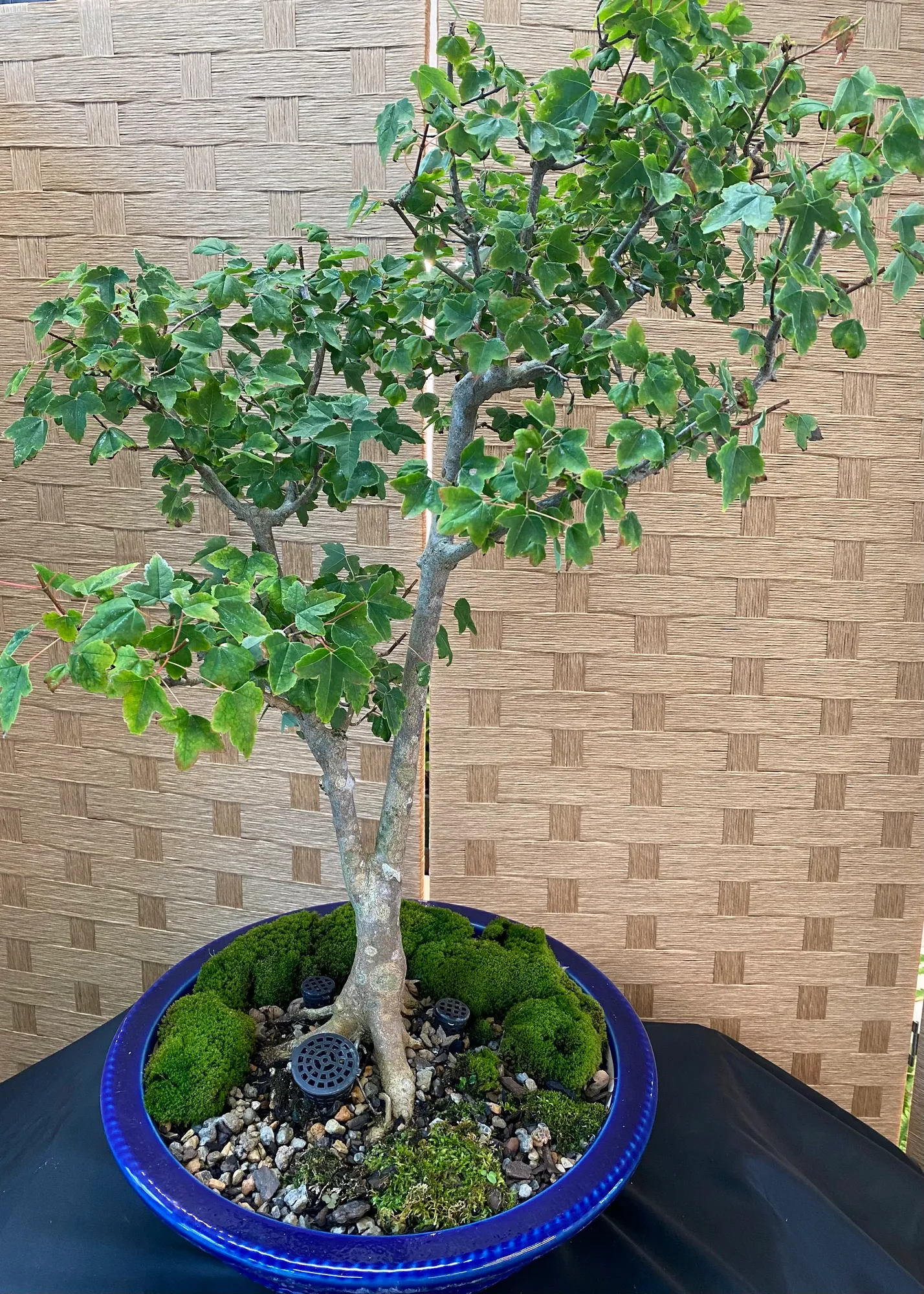 Trident maple Twin trunk design