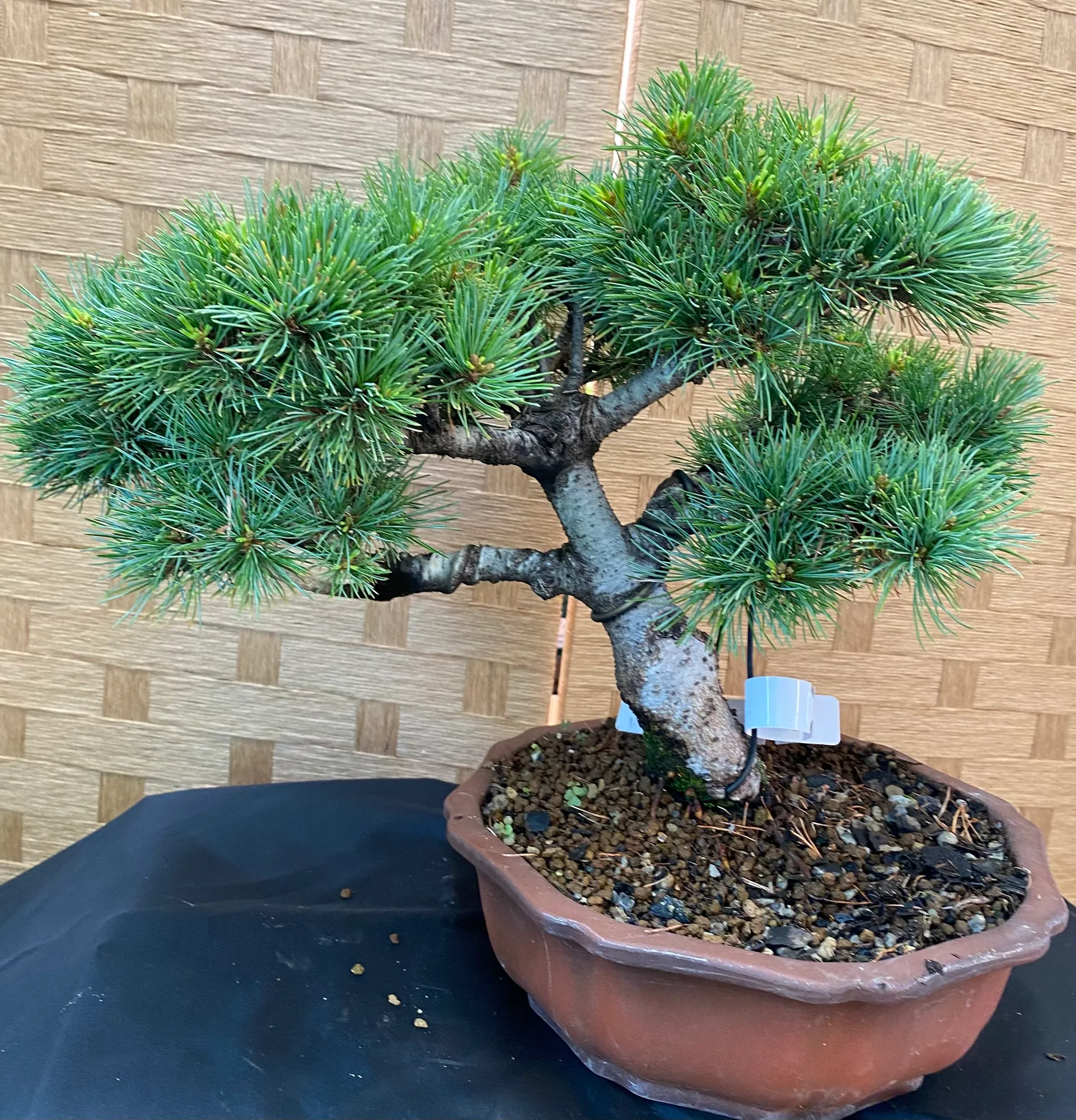 Rare Catherine Elizabeth white pine