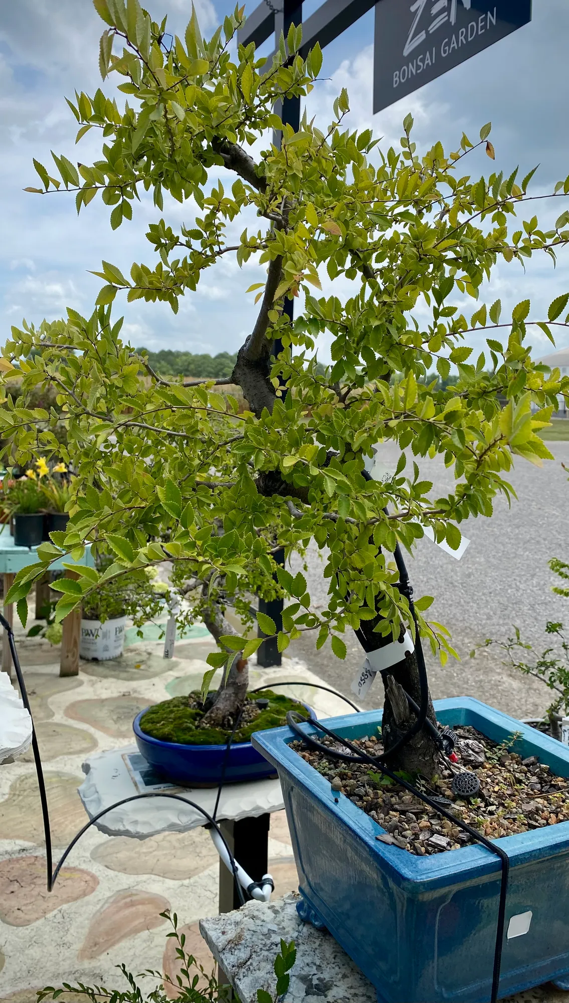 Collected Chinese Elm
