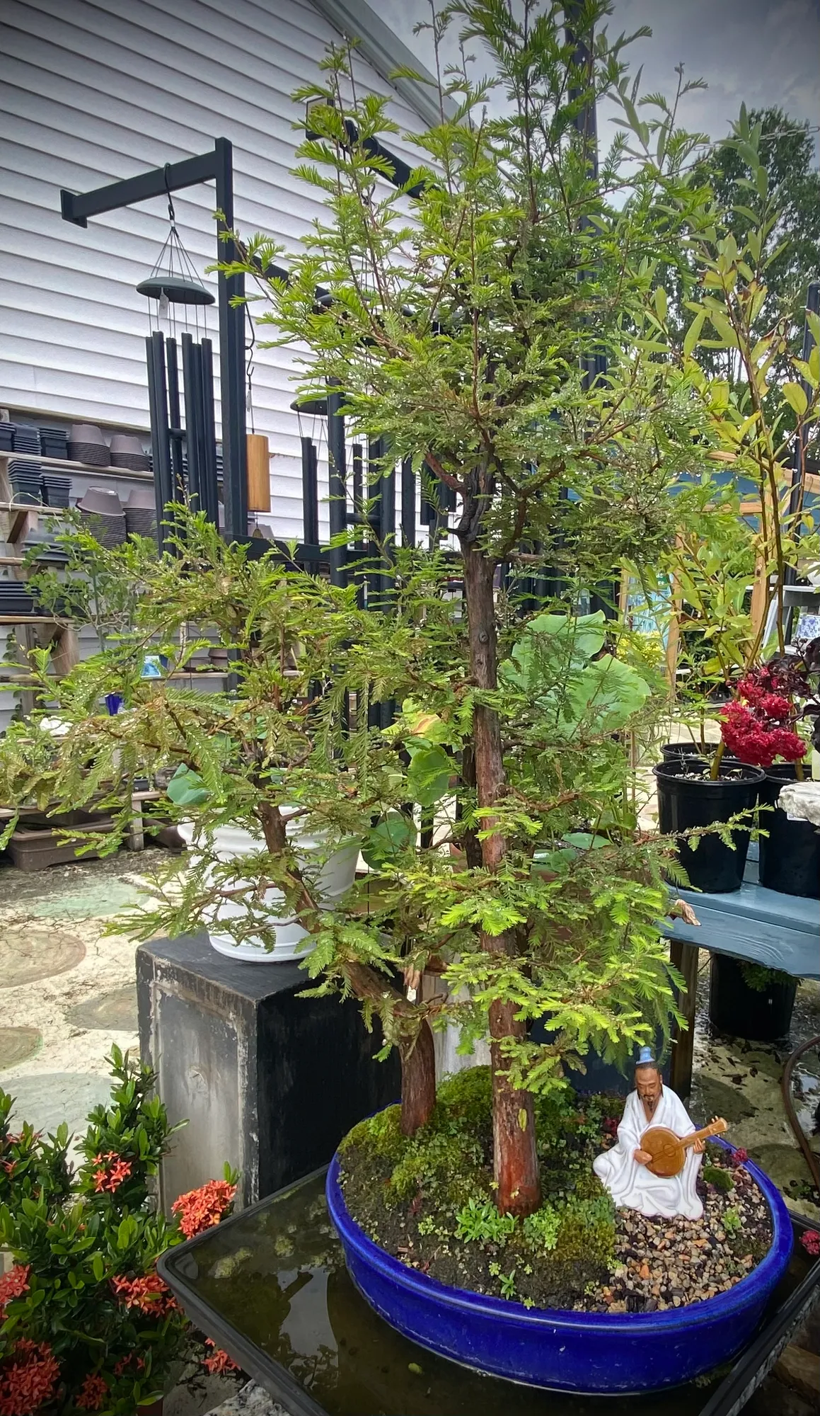 Bald cypress Grove