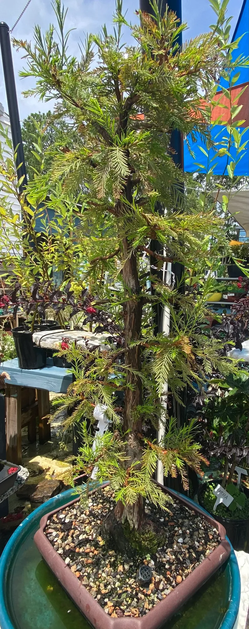 Bald Cypress
