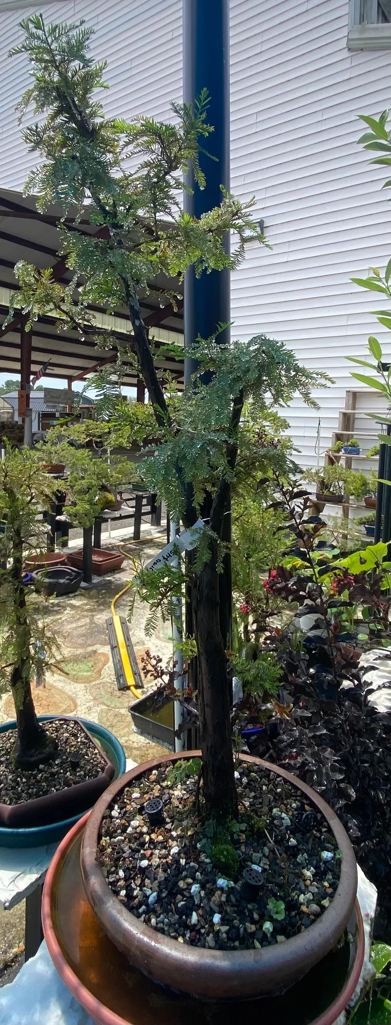 Bald Cypress