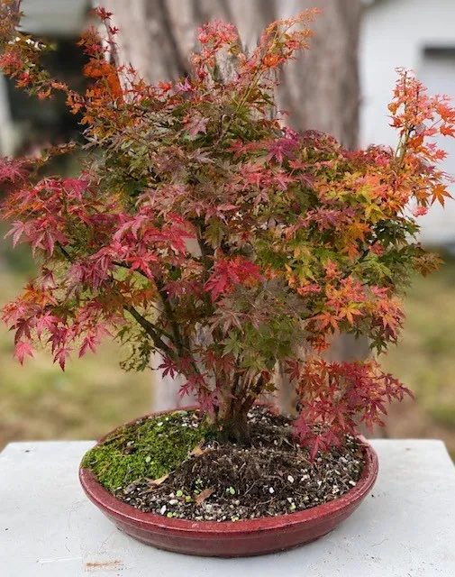 Kyles Dwarf Japanese Maple